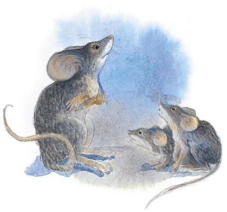 Жук на ниточке Жук на ниточке