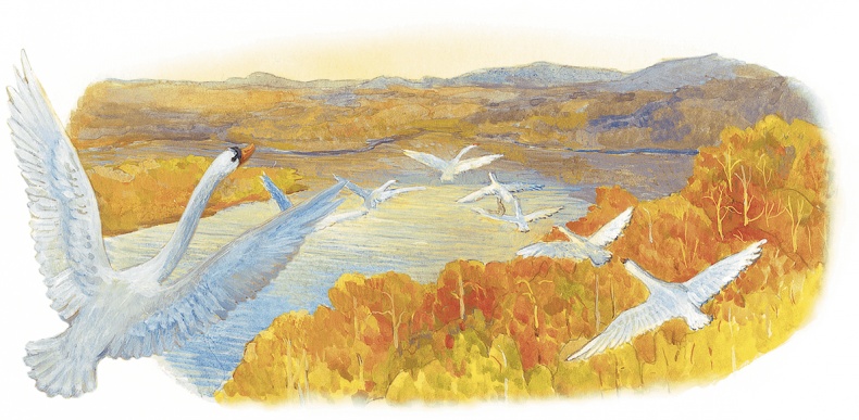 Жук на ниточке Жук на ниточке