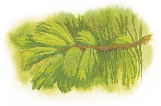 Жук на ниточке Жук на ниточке