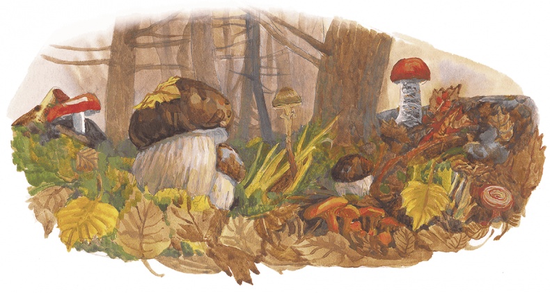 Жук на ниточке Жук на ниточке