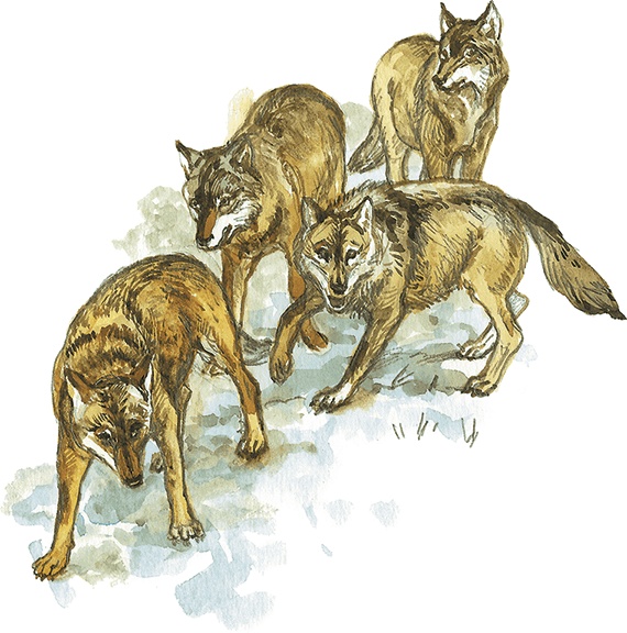 Лисичкин хлеб Лисичкин хлеб