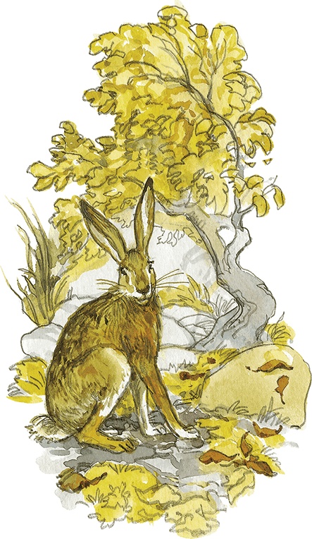 Лисичкин хлеб Лисичкин хлеб