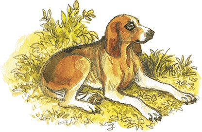 Лисичкин хлеб Лисичкин хлеб