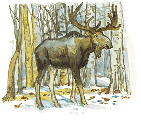 Лисичкин хлеб Лисичкин хлеб