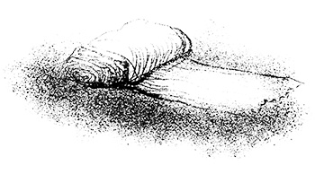 Путешествие на Тандадрику Путешествие на Тандадрику