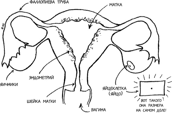 Девчонкология Девчонкология