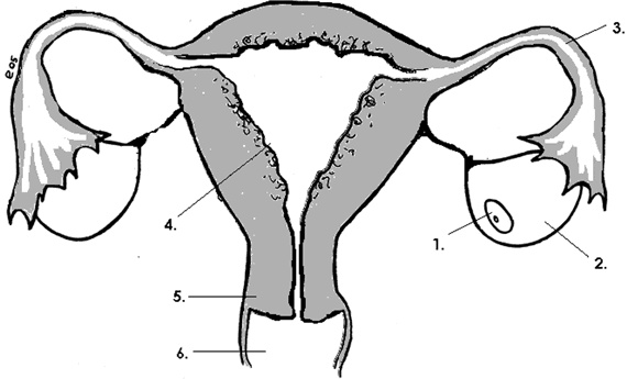 Девчонкология Девчонкология