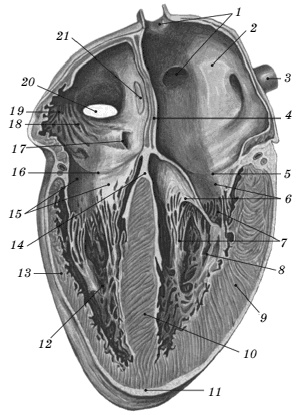 Питание для сердца и сосудов Питание для сердца и сосудов