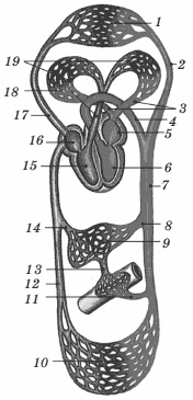 Питание для сердца и сосудов Питание для сердца и сосудов