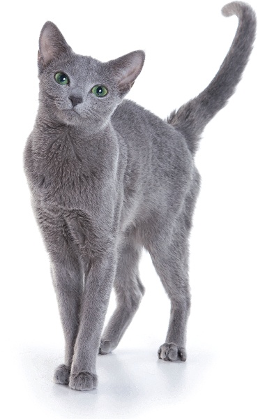 Я тоже была толстой Я тоже была толстой