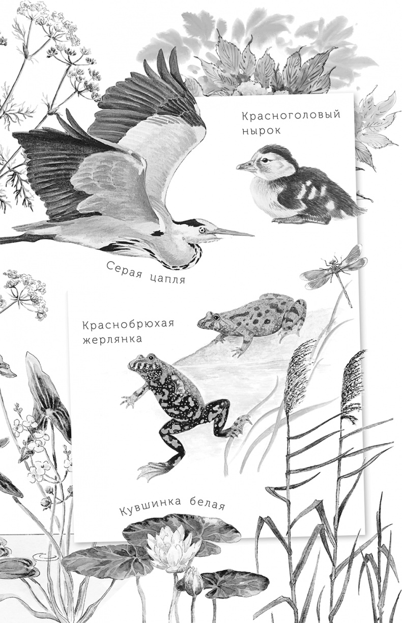 Умный дикобраз Умный дикобраз