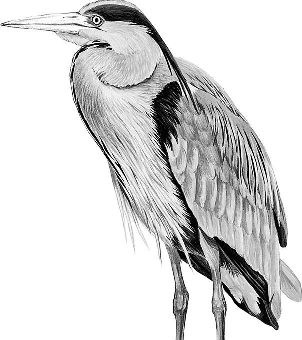 Умный дикобраз Умный дикобраз