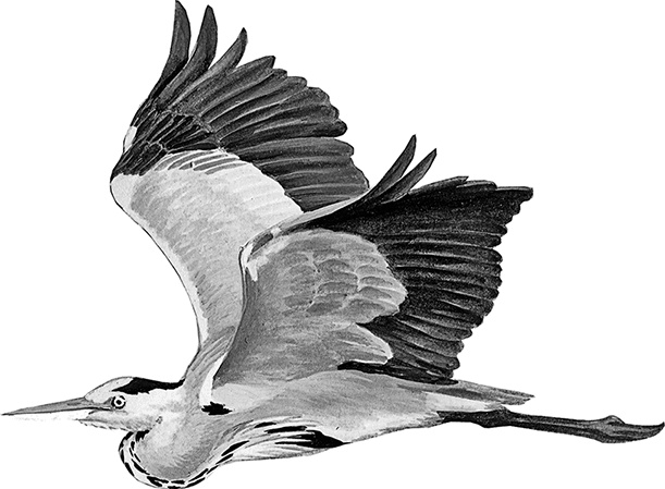 Умный дикобраз Умный дикобраз