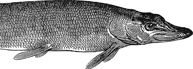 Умный дикобраз Умный дикобраз