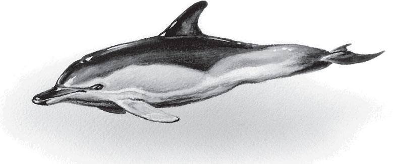 Живые домики. С вопросами и ответами для почемучек Живые домики. С вопросами и ответами для почемучек