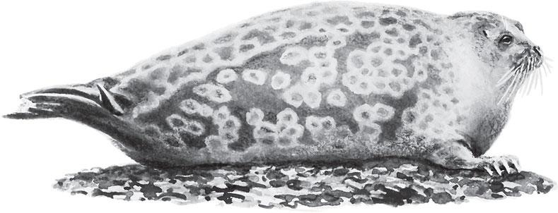 Живые домики. С вопросами и ответами для почемучек Живые домики. С вопросами и ответами для почемучек
