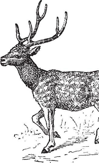 Живые домики. С вопросами и ответами для почемучек