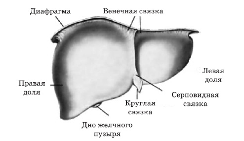 Чистка печени и почек. Современные и традиционные методы Чистка печени и почек. Современные и традиционные методы
