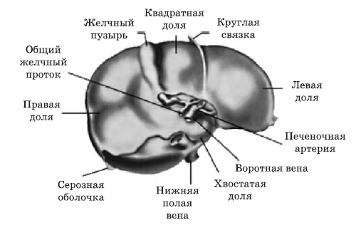 Чистка печени и почек. Современные и традиционные методы Чистка печени и почек. Современные и традиционные методы
