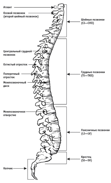 Грыжа позвоночника. Безоперационное лечение и профилактика Грыжа позвоночника. Безоперационное лечение и профилактика
