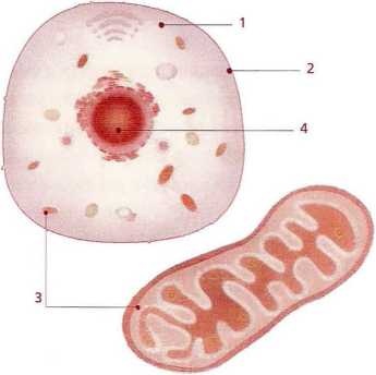 Книга о теле Книга о теле