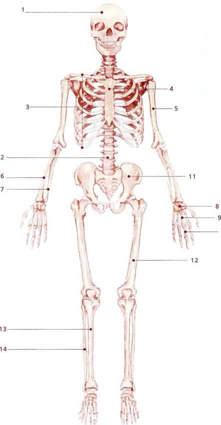 Книга о теле Книга о теле