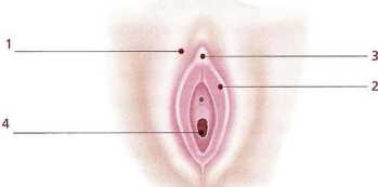 Книга о теле Книга о теле