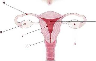 Книга о теле Книга о теле