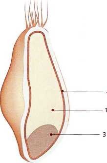 Книга о теле Книга о теле