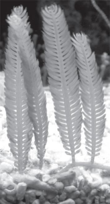 Водоросли: исцели свою болезнь! Природная кладовая витаминов и биологически активных веществ Водоросли: исцели свою болезнь! Природная кладовая витаминов и биологически активных веществ