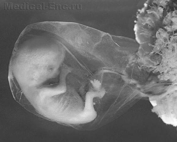 Биогимнастика для лица: система фейсмионика