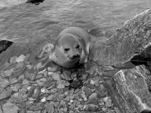 Работа, деньги и любовь. Путеводитель по самореализации