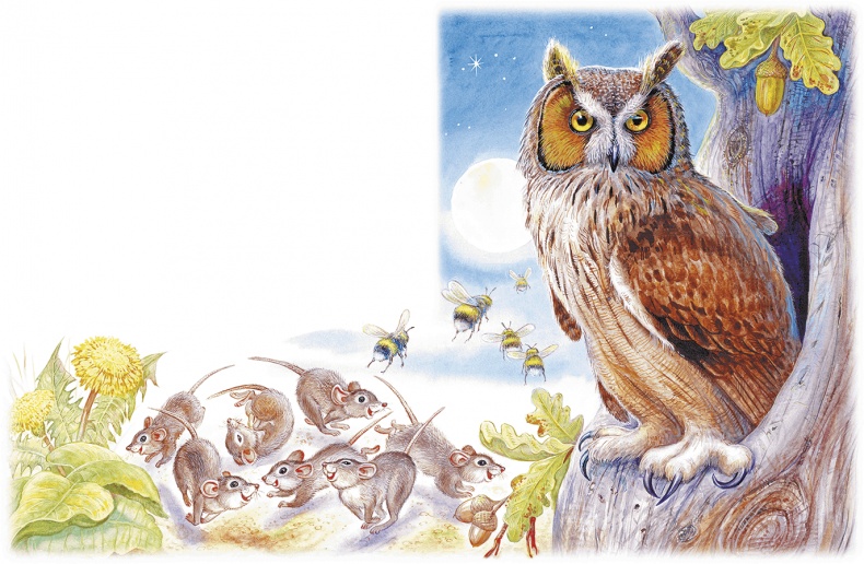 Приключения Муравьишки Приключения Муравьишки