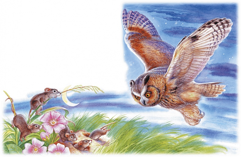 Приключения Муравьишки Приключения Муравьишки