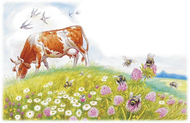 Приключения Муравьишки Приключения Муравьишки