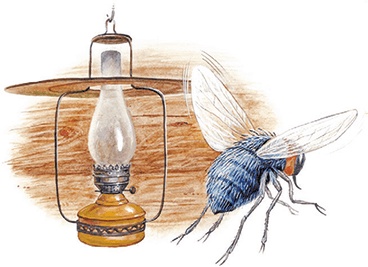 Приключения Муравьишки Приключения Муравьишки