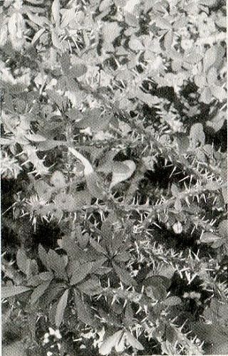 Эротоэнциклопедия Эротоэнциклопедия