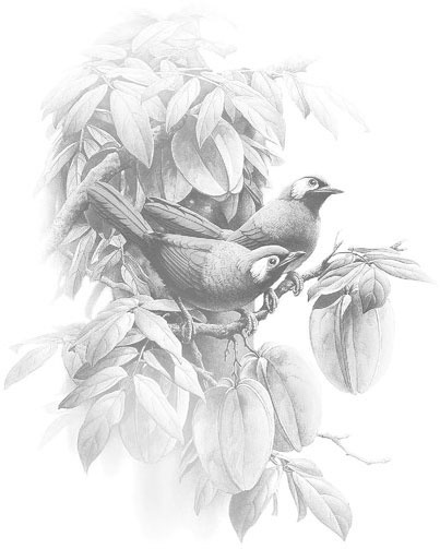 Сказки Дальних стран Сказки Дальних стран