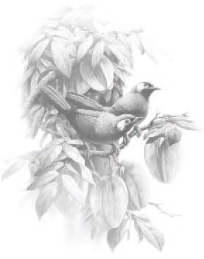 Сказки Дальнего леса Сказки Дальнего леса