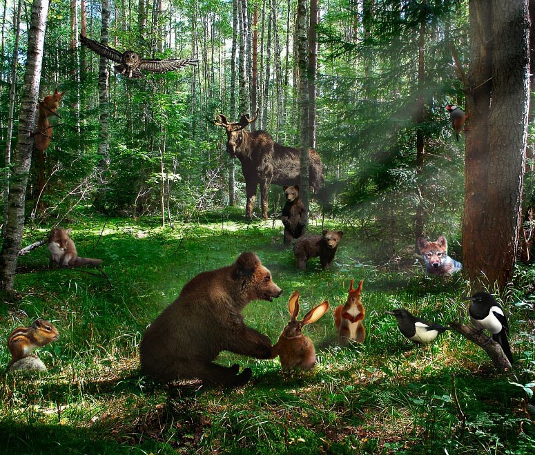 Сказки Дальнего леса Сказки Дальнего леса