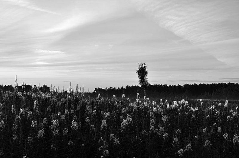 Вокруг света Вокруг света