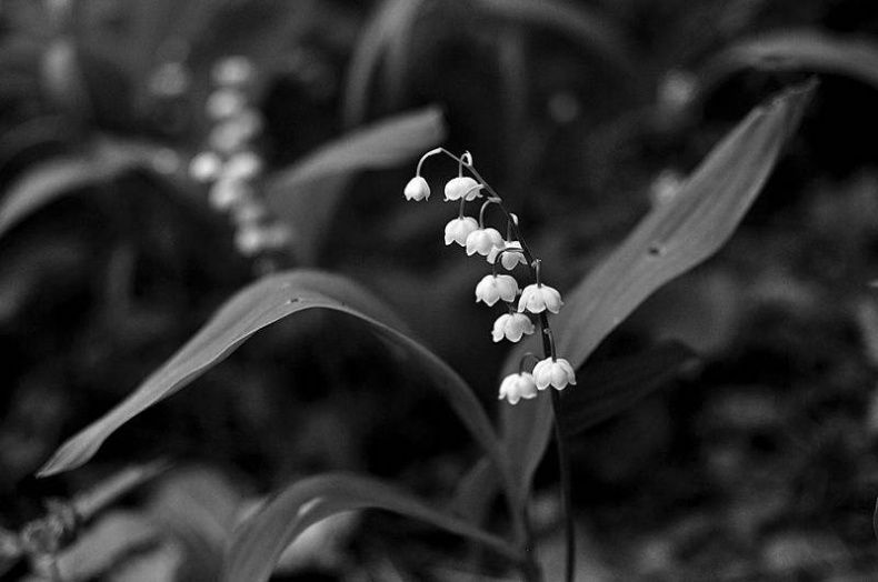 Вокруг света Вокруг света