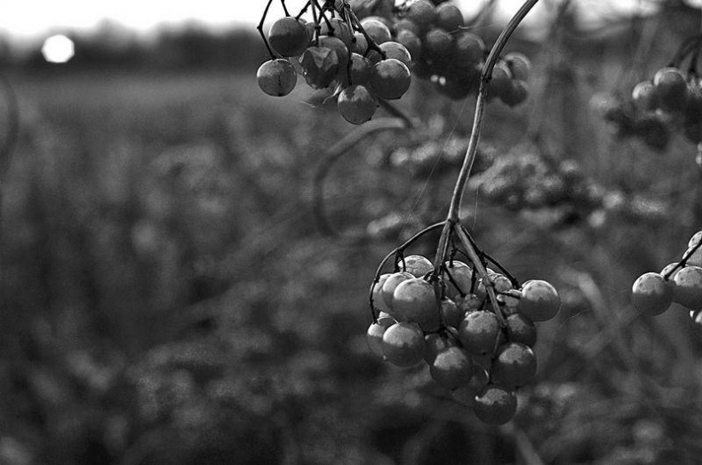 Вокруг света Вокруг света