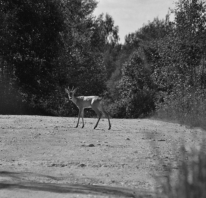 Вокруг света Вокруг света