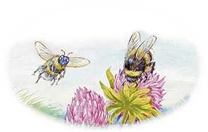 Приключение Муравьишки (сборник) Приключение Муравьишки (сборник)