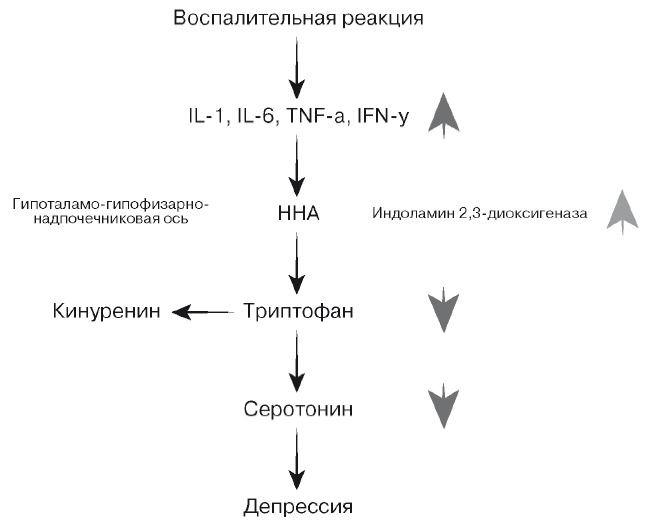Европейское исследование. Бады, витамины, ГМО, биопродукты Европейское исследование. Бады, витамины, ГМО, биопродукты