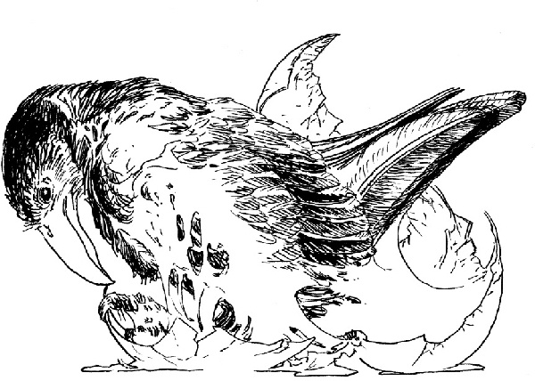 В ночном саду В ночном саду