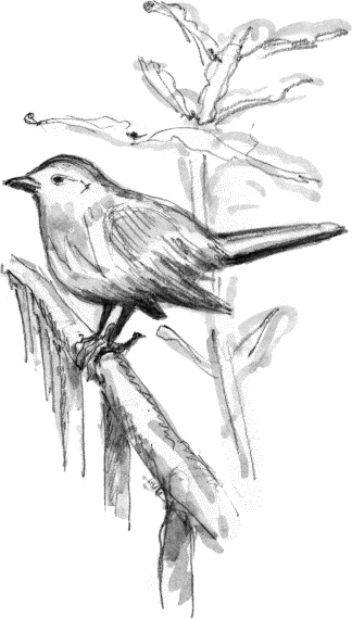 Поцелуй под омелой Поцелуй под омелой