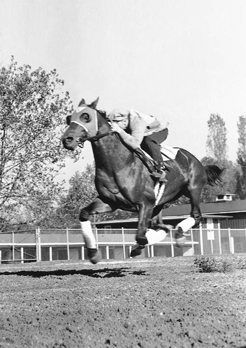 Фаворит. Американская легенда