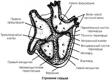 Заболевания сердца и сосудов. Профилактика и лечение Заболевания сердца и сосудов. Профилактика и лечение